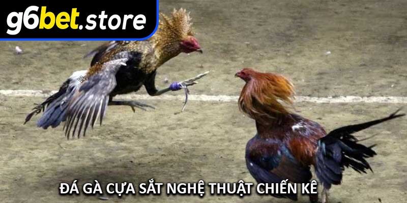 Đá Gà Cựa Sắt – Nghệ Thuật Chiến Kê
