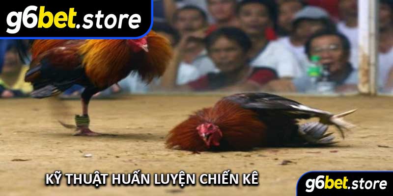 Kỹ Thuật Huấn Luyện Chiến Kê