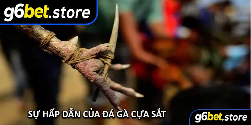 Sự Hấp Dẫn Của Đá Gà Cựa Sắt
